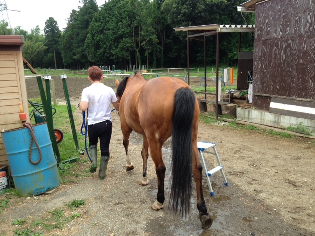 乗馬クラブで愛馬を丸洗いしました！　茨城県石岡市　Sさん